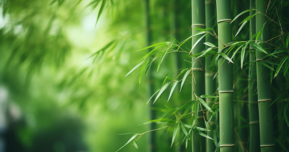 The Role of Bamboo shoot Extract in Promoting Healthy Hair